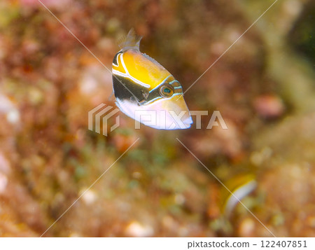 Cute juvenile triggerfish (Family: Triggerfish), Hawaii's national fish. Nakagi Hirizo Beach, Minamiizu-cho, Kamo-gun 122407851