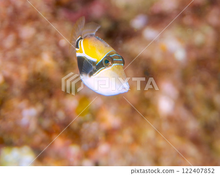 Cute juvenile triggerfish (Family: Triggerfish), Hawaii's national fish. Nakagi Hirizo Beach, Minamiizu-cho, Kamo-gun 122407852