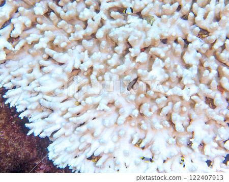 Beautiful bleached table corals and cute juvenile maned frogfish. Nakagi Hirizo Beach, Minamiizu-cho, Kamo-gun, Izu Peninsula 122407913