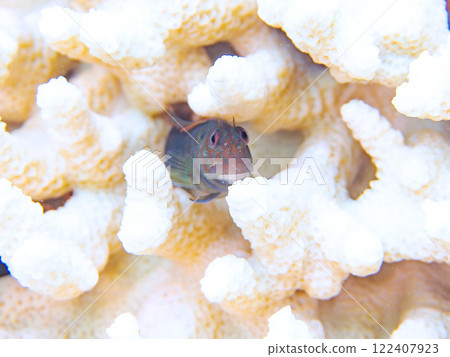 Beautiful bleached table corals and cute juvenile maned frogfish. Nakagi Hirizo Beach, Minamiizu-cho, Kamo-gun, Izu Peninsula 122407923