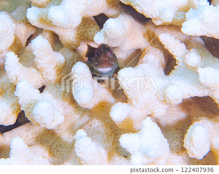 美麗的白化桌珊瑚、可愛的幼鬃躄魚等等。伊豆半島加茂郡南伊豆町中木広濱 122407936