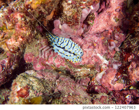 A beautiful vertical-striped slug (family: Acanthodidae). Nakagi Hirizo Beach, Minamiizu-cho, Kamo-gun, Izu Peninsula, Shizuoka Prefecture, 2024 122407963