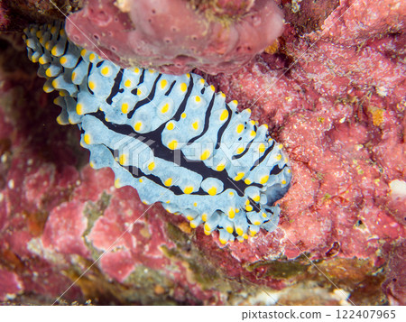 A beautiful vertical-striped slug (family: Acanthodidae). Nakagi Hirizo Beach, Minamiizu-cho, Kamo-gun, Izu Peninsula, Shizuoka Prefecture, 2024 122407965