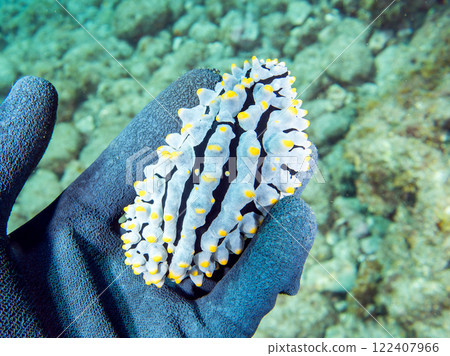 A beautiful vertical-striped slug (family: Acanthodidae). Nakagi Hirizo Beach, Minamiizu-cho, Kamo-gun, Izu Peninsula, Shizuoka Prefecture, 2024 122407966