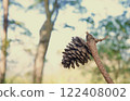 One dried pine cone on a dry tree in a large tropical forest in Asia. 122408002