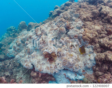Large coral colonies and beautiful butterflyfish. Nakagi Hirizo Beach, Minamiizu-cho, Kamo-gun, Izu Peninsula, Shizuoka Prefecture, 2024 122408007