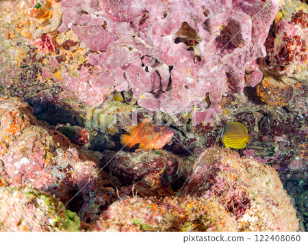 Large and beautiful red grouper (family Grouper), butterflyfish (family Chaetognathidae), and others. Nakagi Hirizo Beach, Minamiizu Town Large and beautiful red grouper (family Grouper), butterflyfish (family Chaetognathidae), and others. Nakagi Hirizo Beach, Minamiizu Town 122408060