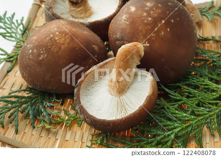 Raw shiitake mushroom 122408078