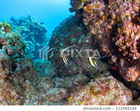 A beautiful flock of horned idols (family Moorhoidae) and others. Nakagi Hirizo Beach, Minamiizu-cho, Kamo-gun, Izu Peninsula, Shizuoka Prefecture, 2024 A beautiful flock of horned idols (family Moorhoidae) and others. Nakagi Hirizo Beach, Minamiizu-cho, Kamo-gun, Izu Peninsula, Shizuoka Prefecture, 2024 122408104