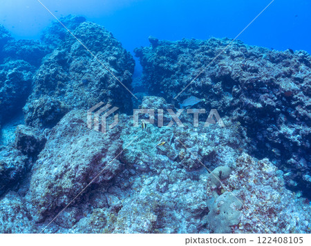A beautiful flock of horned idols (family Moorhoidae) and others. Nakagi Hirizo Beach, Minamiizu-cho, Kamo-gun, Izu Peninsula, Shizuoka Prefecture, 2024 122408105