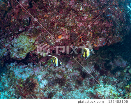 A beautiful flock of horned idols (family Moorhoidae) and others. Nakagi Hirizo Beach, Minamiizu-cho, Kamo-gun, Izu Peninsula, Shizuoka Prefecture, 2024 A beautiful flock of horned idols (family Moorhoidae) and others. Nakagi Hirizo Beach, Minamiizu-cho, Kamo-gun, Izu Peninsula, Shizuoka Prefecture, 2024 122408106