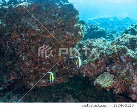 一群美麗的摩爾人（Prunidae）和其他動物。 靜岡縣伊豆半島加茂郡南伊豆町中木広濱2024 122408120