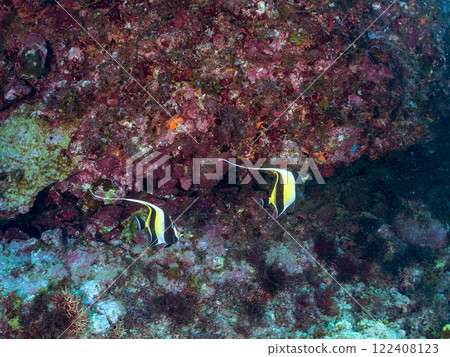 一群美麗的摩爾人（Prunidae）和其他動物。 靜岡縣伊豆半島加茂郡南伊豆町中木広濱2024 122408123