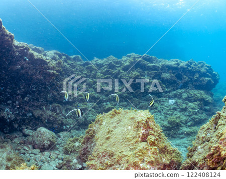 A beautiful flock of horned idols (family Moorhoidae) and others. Nakagi Hirizo Beach, Minamiizu-cho, Kamo-gun, Izu Peninsula, Shizuoka Prefecture, 2024 A beautiful flock of horned idols (family Moorhoidae) and others. Nakagi Hirizo Beach, Minamiizu-cho, Kamo-gun, Izu Peninsula, Shizuoka Prefecture, 2024 122408124