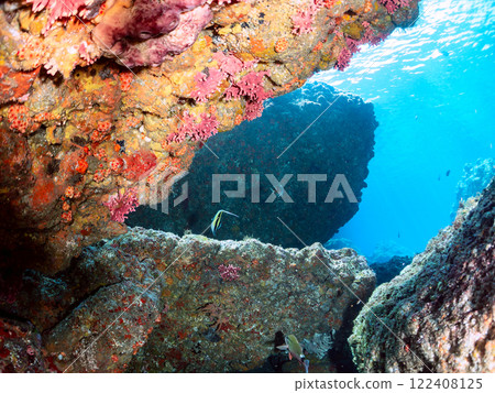 A beautiful flock of horned idols (family Moorhoidae) and others. Nakagi Hirizo Beach, Minamiizu-cho, Kamo-gun, Izu Peninsula, Shizuoka Prefecture, 2024 122408125
