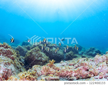 A beautiful flock of horned idols (family Moorhoidae) and others. Nakagi Hirizo Beach, Minamiizu-cho, Kamo-gun, Izu Peninsula, Shizuoka Prefecture, 2024 122408133