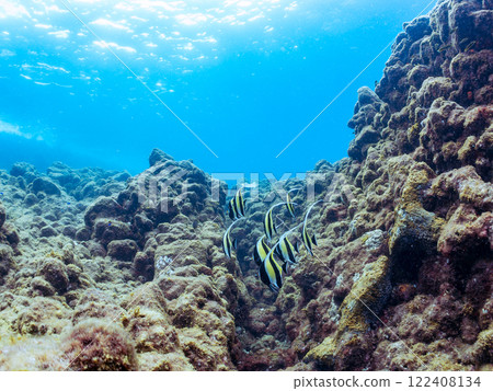 A beautiful flock of horned idols (family Moorhoidae) and others. Nakagi Hirizo Beach, Minamiizu-cho, Kamo-gun, Izu Peninsula, Shizuoka Prefecture, 2024 122408134