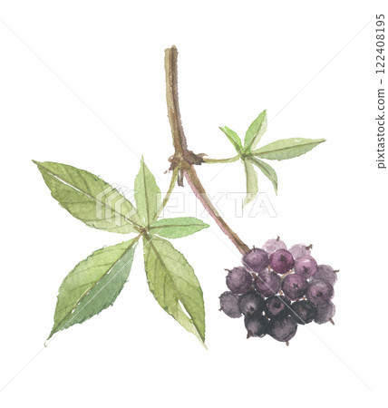 Eleuthero painted in watercolor 122408195