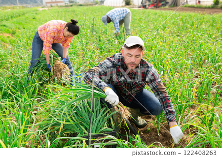 Gardener harvesting fresh young garlic on field 122408263