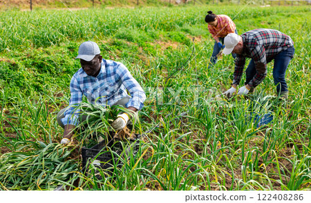 African american worker harvesting green spring garlic on vegetable field African american worker harvesting green spring garlic on vegetable field 122408286