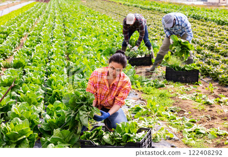 Woman gardener picking swiss chard on plantation Woman gardener picking swiss chard on plantation 122408292