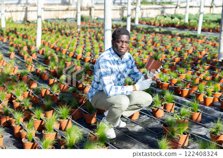 African american greenhouse owner checking potted isolepis 122408324