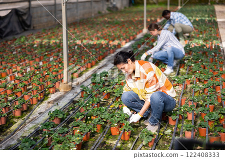Hired workers tending potted strawberry sprouts in greenhouse Hired workers tending potted strawberry sprouts in greenhouse 122408333