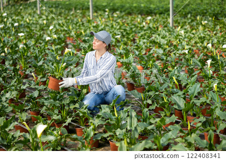 Woman farmer examines the spathiphyllum 122408341