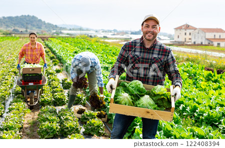Successful horticulturist harvesting lettuce on leafy vegetable plantation 122408394