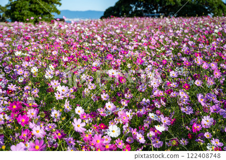 A vibrant field of cosmos stretching into the distance 122408748