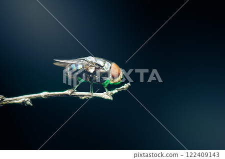 Blue Bottle Fly Blue Bottle Fly 122409143