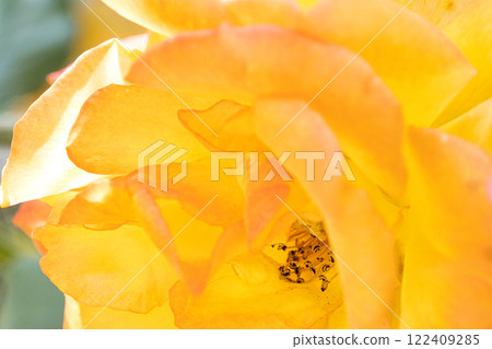 Yellow rose petals Yellow rose petals 122409285