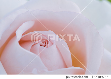 Petal rose petals Petal rose petals 122409286