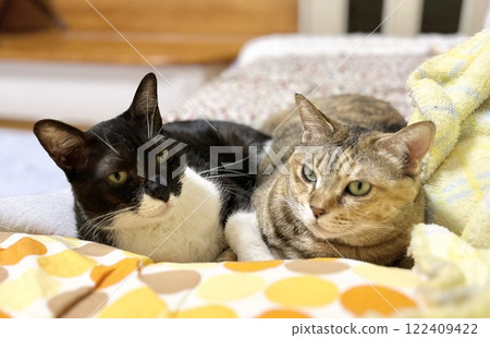 一隻黑白貓和一隻棕色野雞貓並排坐在沙發上 122409422