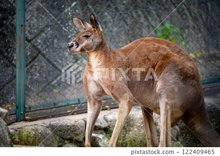 看起來很強的袋鼠 122409465