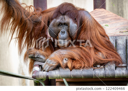 婆羅洲猩猩舉起手 122409466