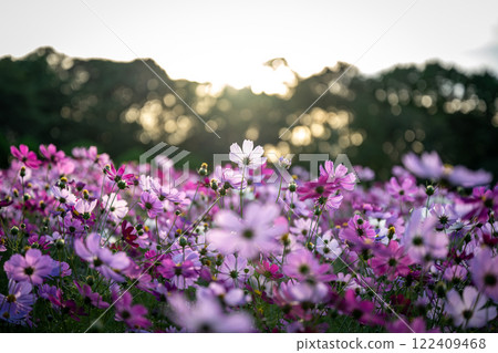 蒼白的光照亮的宇宙場 122409468