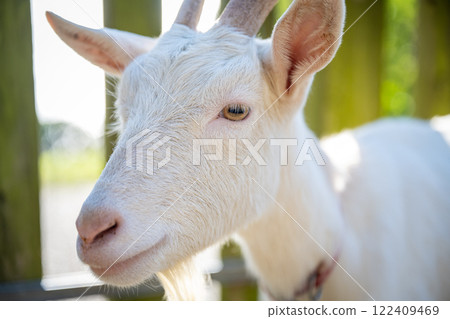 山羊表情平靜的特寫 山羊表情平靜的特寫 122409469