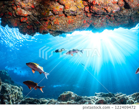 A large and beautiful moorish idol, a school of goatfish and other fish in an underwater cave. Nakagi Hirizo Beach, Minamiizu-cho, Kamo-gun, Izu Peninsula, Shizuoka Prefecture 122409472