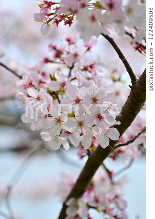 Cherry Blossom (Somei Yoshino) Cherry Blossom (Somei Yoshino) 122409503
