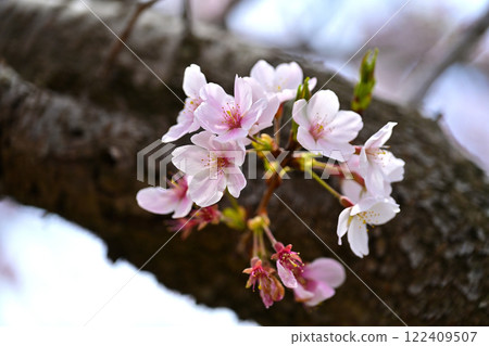 櫻花 櫻花 122409507