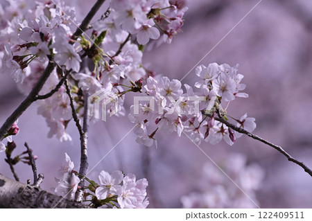 櫻花 櫻花 122409511