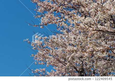 櫻花 122409545