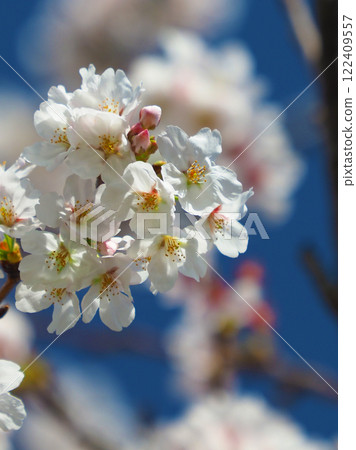 櫻花 122409557