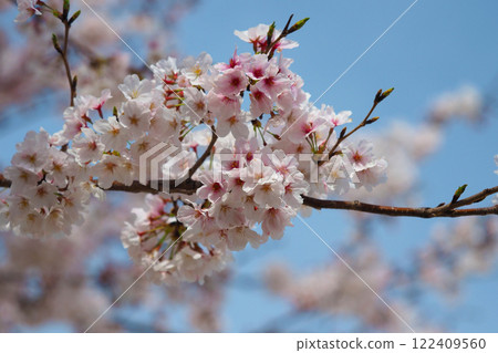 櫻花 櫻花 122409560