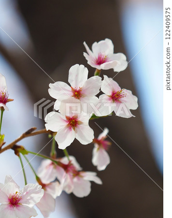 櫻花 櫻花 122409575