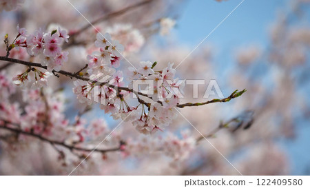 Cherry Blossom (Somei Yoshino) 122409580