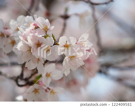 Cherry Blossom (Somei Yoshino) 122409581
