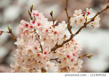 Cherry Blossom (Somei Yoshino) 122409582