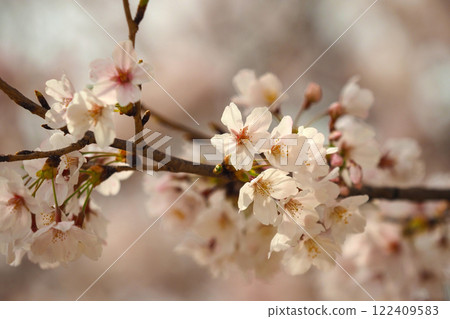 櫻花 122409583